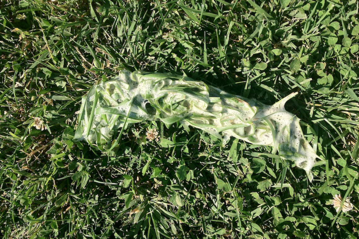 Il mio cane mangia l’erba e vomita. E’ normale ?